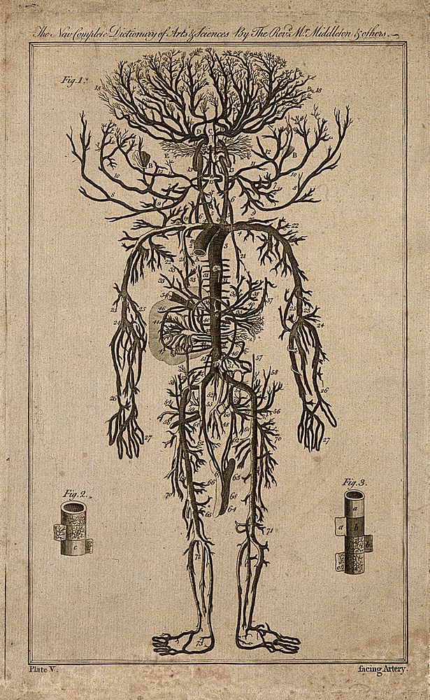Human arterial system (fig. 1); tracheal artery (fig. 2); aorta (fig. 3). Engraving, 1778, after engraving by M. Vandergucht…