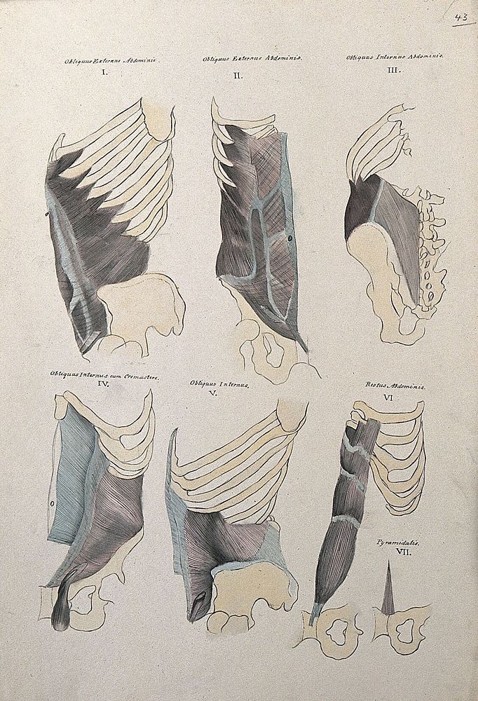 Muscles of the diaphragm: six figures. Pen and ink drawing with watercolour, 1830/1835, after line engraving by A. Bell…