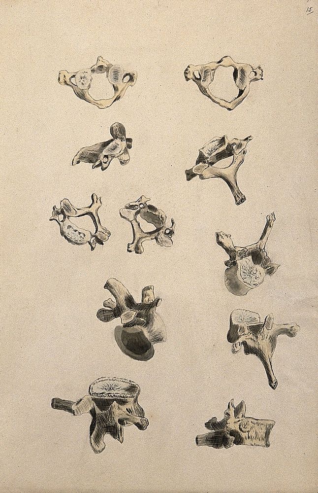 Vertebrae: eleven figures. Ink and watercolour, 1830/1835, after W. Cheselden, ca. 1733.