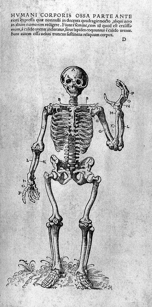 Omnium humani corporis partium descriptio seu ut vocant anatomia ... / [Walther Hermenius Ryff].
