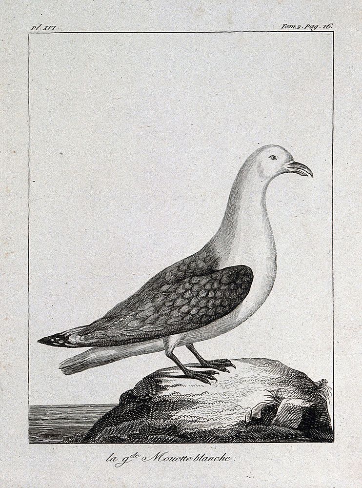 A large seagull. Etching.