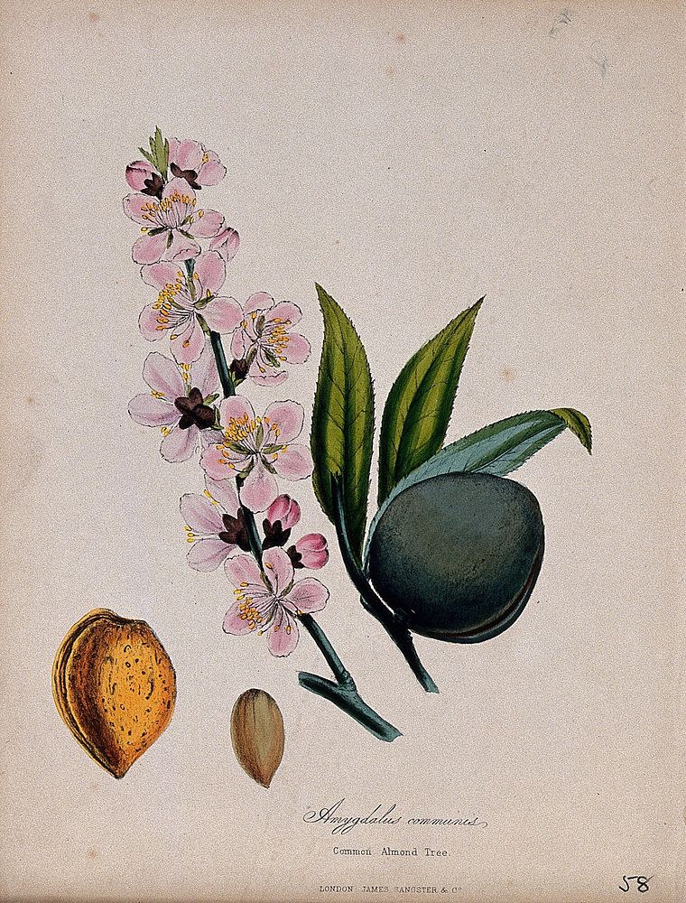 Almond plant (Prunus dulcis): flowers, fruit and seed. Coloured zincograph, c. 1853, after M. Burnett.
