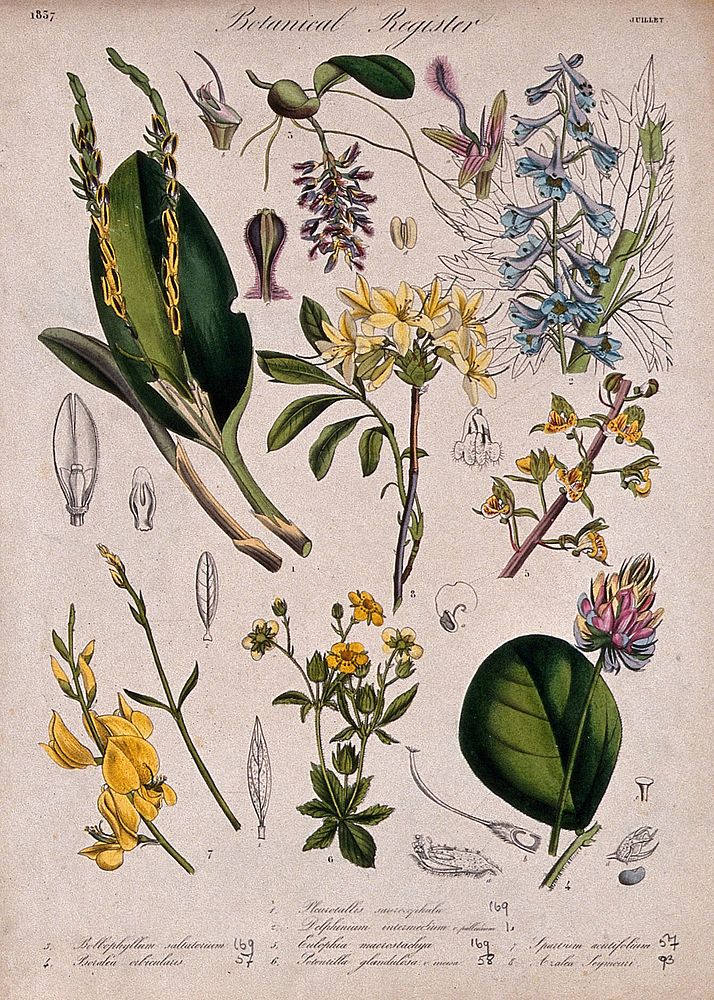 Eight plants, including three orchids, a delphinium and an azalea: flowering stems. Coloured etching, c. 1837.
