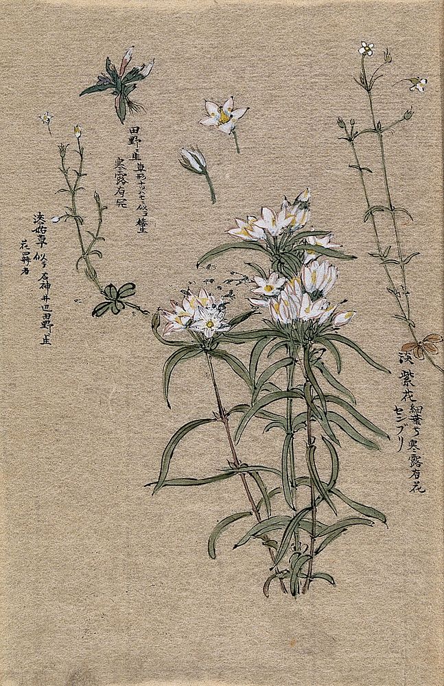 Three flowering plants. Watercolour.