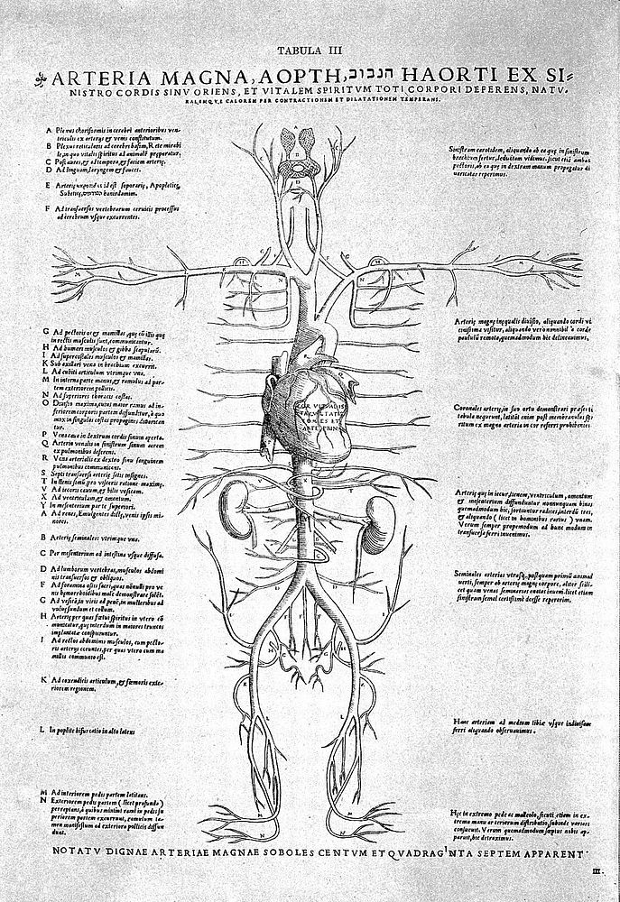 Tabulae anatomicae sex = six anatomical tables / [Vesalius].