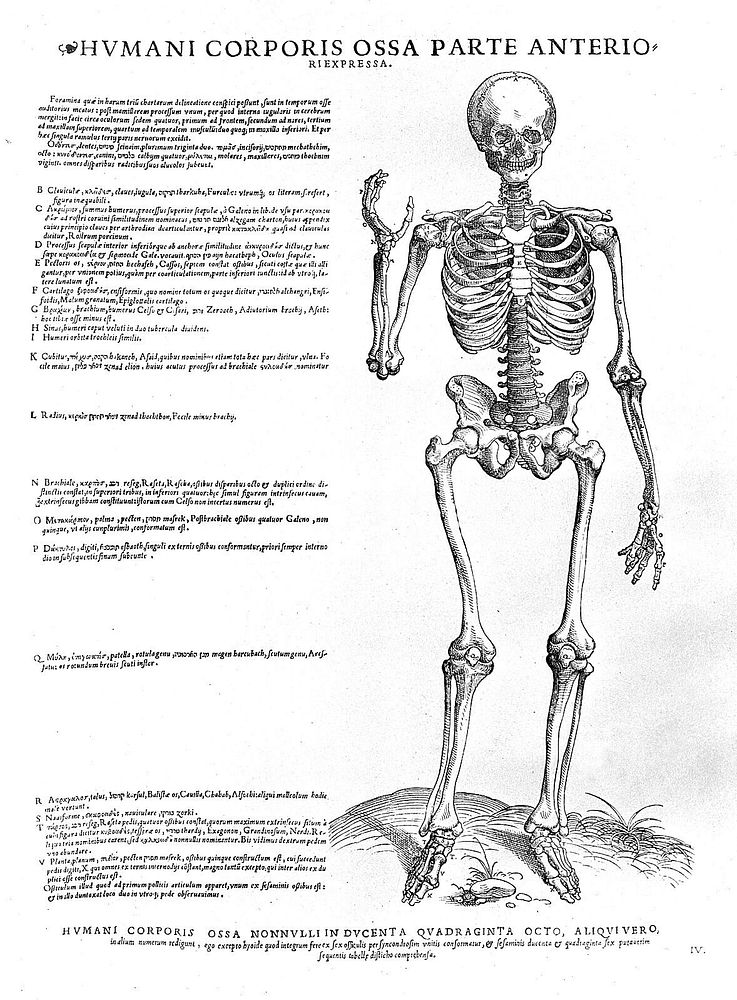 Tabulae anatomicae sex = six anatomical tables / [Vesalius].
