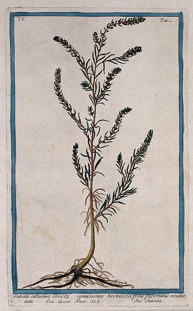 A species of the genus Salsola: entire flowering plant. Coloured etching by M. Bouchard, 1778.