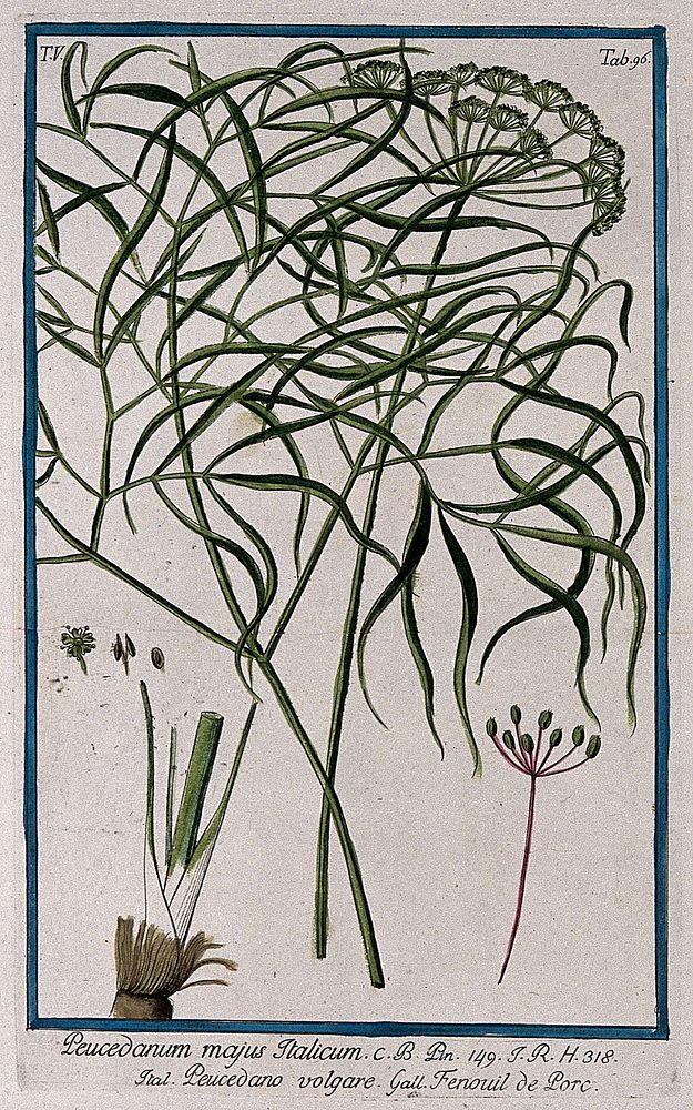 Hog fennel (Peucedanum officinale L.): inflorescence, leaf, stem base, fruit and floral segments. Coloured etching by M.…