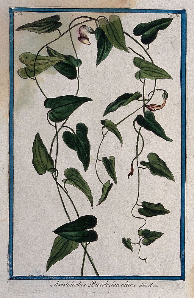 A plant (Aristolochia sp.) related to birthwort: part of twining, flowering stem. Coloured etching by M. Bouchard, 1774.