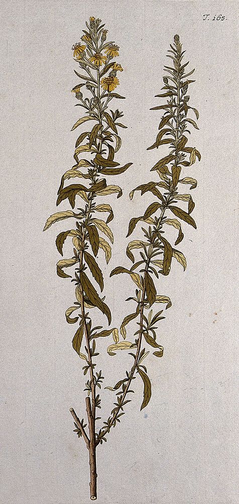 Inula viscosa: flowering stem. Coloured engraving after F. von Scheidl, 1772.