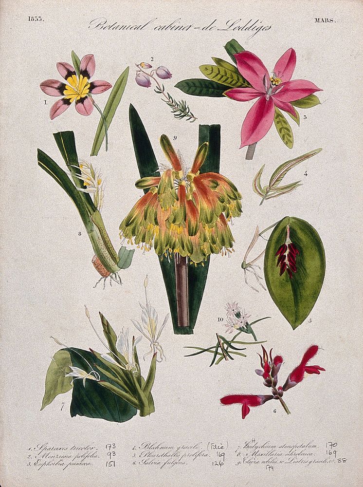 Nine flowering plants, including two orchids and a kaffir lily (Natal lily, Clivia species). Coloured transfer lithograph…