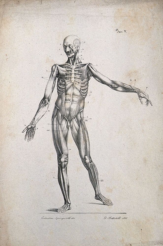An écorché figure showing bones, with left arm extended, seen from the front. Lithograph by Battistelli after C.…