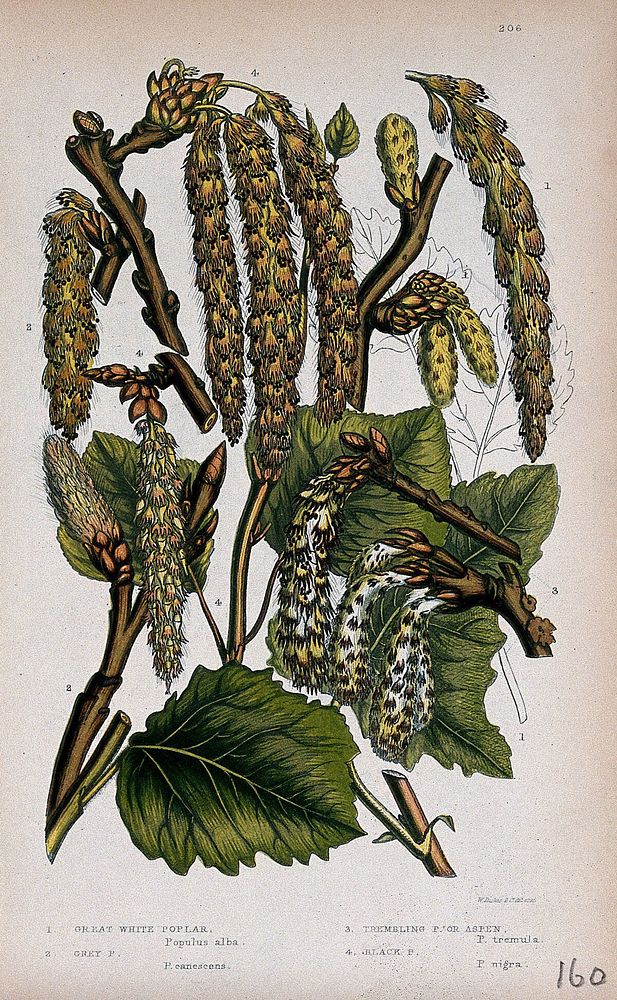 Four twigs with catkins, all from named types of poplar or aspen (Populus species). Chromolithograph by W. Dickes & co., c.…