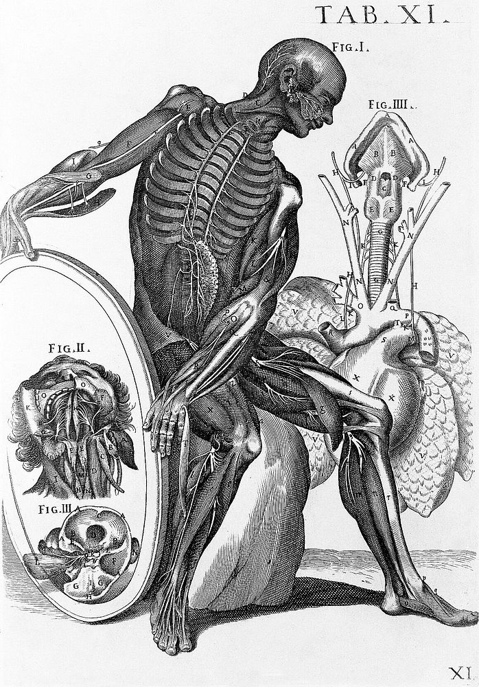 Tabulae anatomicae a ... P.B. ... delineatae, & egregie aeri incisae. Nunc primum prodeunt / et a Cajetano Petrioli ...…