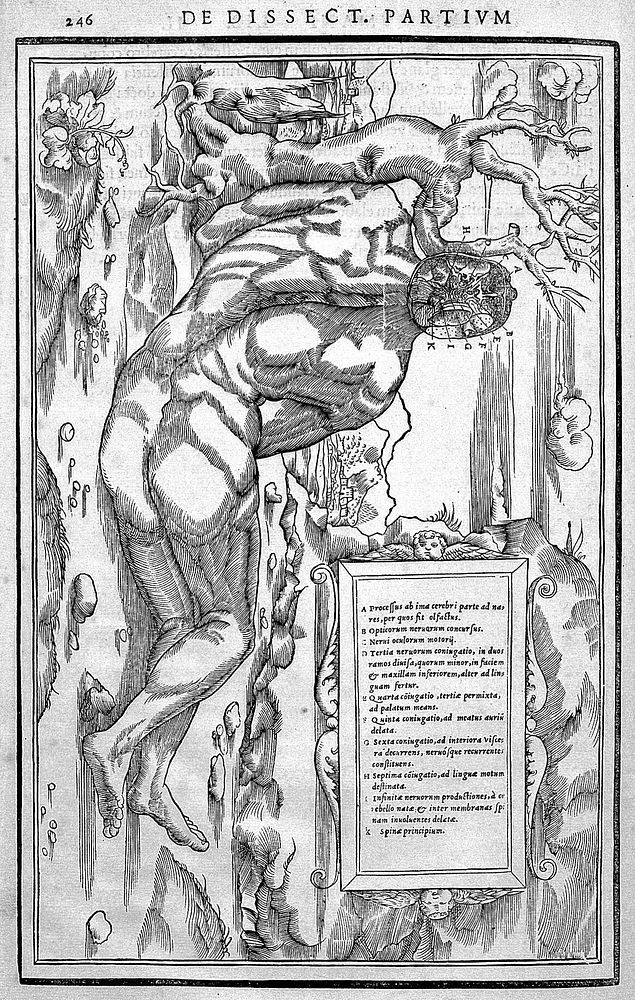 De dissectione partium corporis humani libri tres / à Carolo Stephano, ... Una cum figuris et incisionum declarationibus, a…