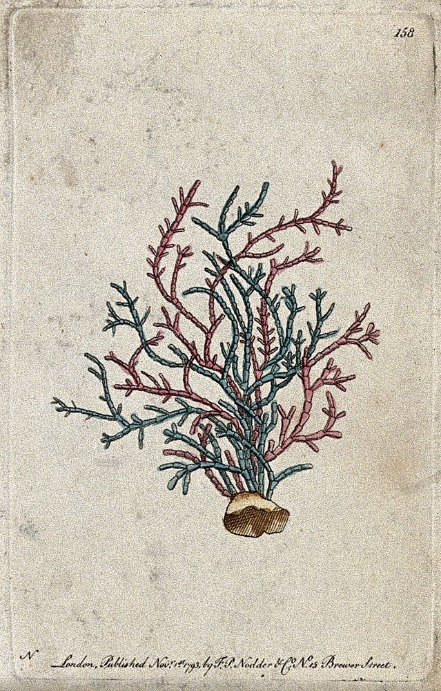 A coral. Coloured etching.