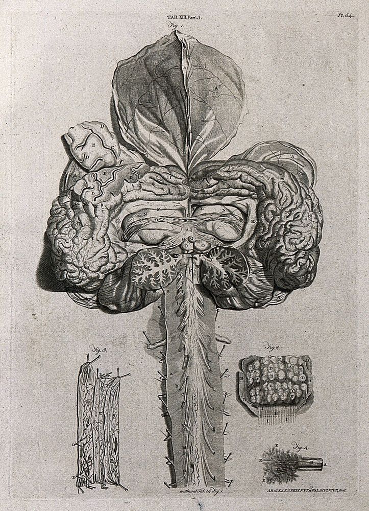 The brain: posterior view with the upper part of the spinal cord. Line engraving by A. Bell after W. Cowper, 1798.