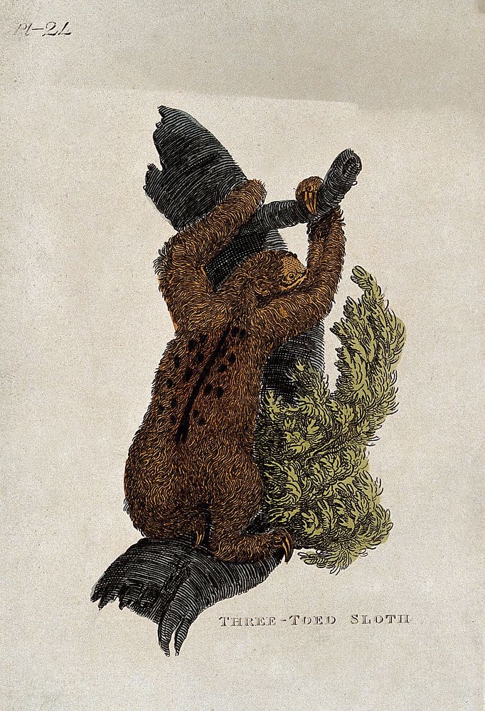A three toed sloth climbing a tree. Coloured etching.