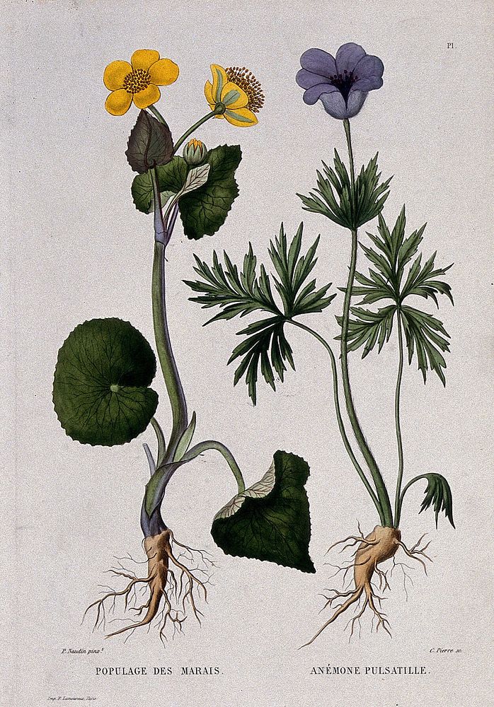 Kingcups (Caltha palustris) and pasque-flower (Pulsatilla vulgaris): entire flowering plants. Coloured etching by C. Pierre…