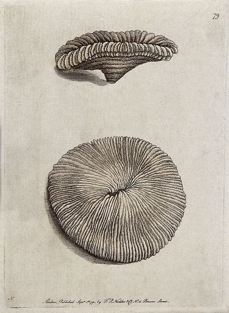 Two molluscs. Etching.