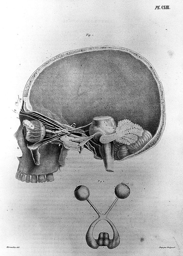 Anatomie de l'homme, ou description et figures lithographiées de toutes les parties du corps humain / par Jules Cloquet.