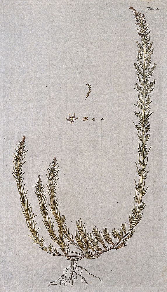 Seablite (Suaeda maritima (L.) Dumort.): entire flowering plant with separate flower and fruit. Coloured engraving after F.…