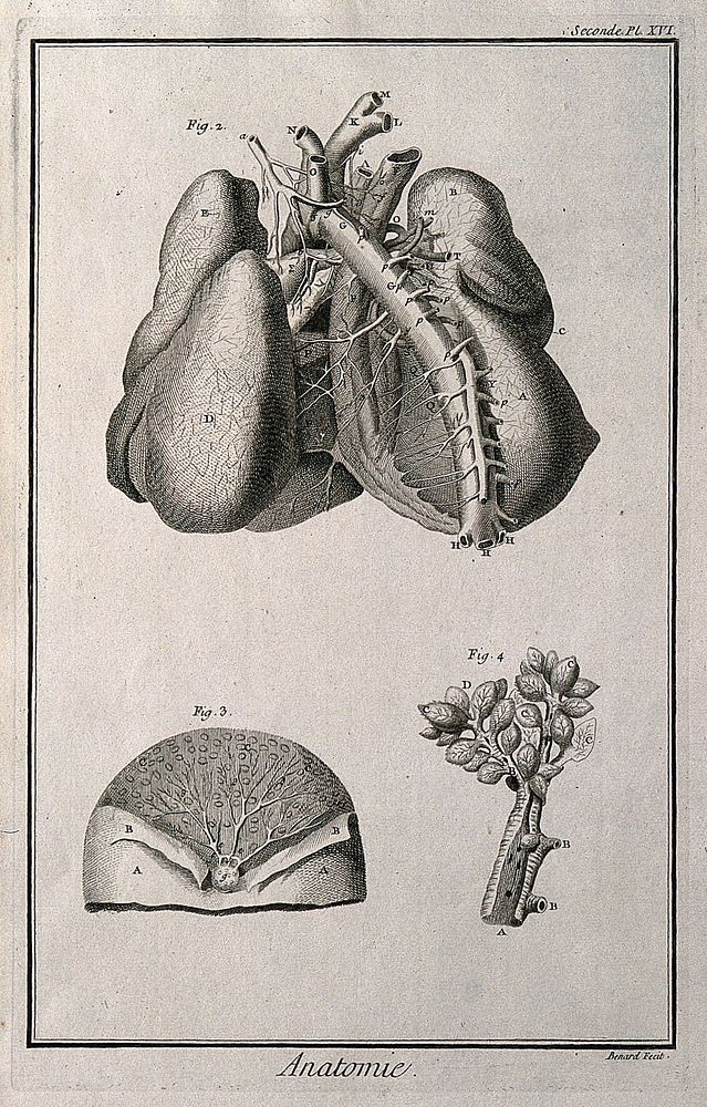 The arteries and lungs (fig. 2), after Haller; the breast (fig. 3), after Nuck; branch of the bronchi (fig. 4), after…