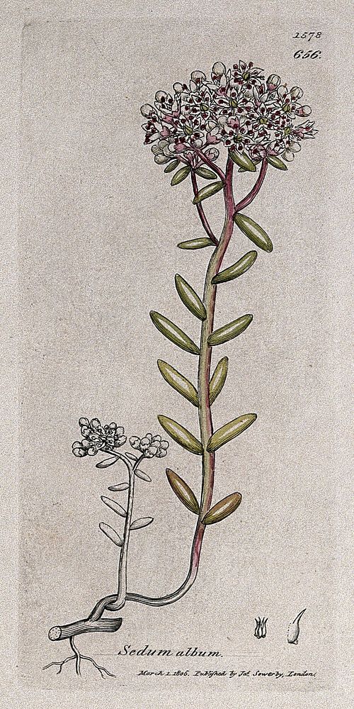 Stonecrop (Sedum album): flowering plant and floral segments. Coloured engraving after J. Sowerby, 1806.