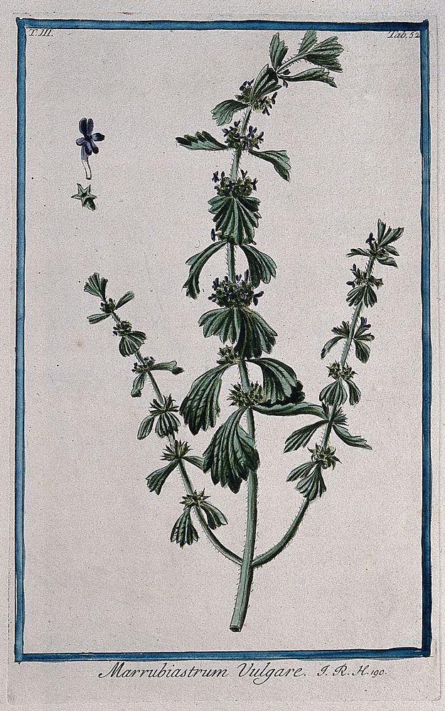 Woundwort or hedge nettle (Stachys arvensis): flowering and fruiting stem with separate floral segments. Coloured etching by…