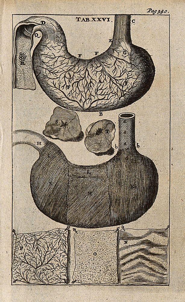 The stomach. Engraving, 1686, the third and fourth figures after G. de Lairesse, 1685.