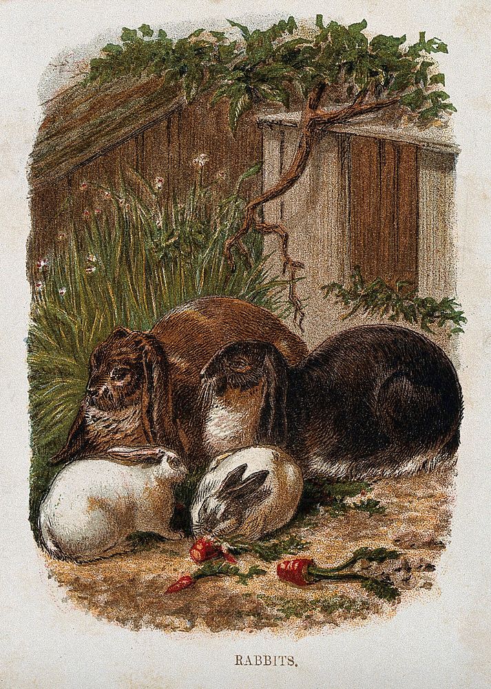 Four domesticated rabbits. Colour reproduction of a painting.