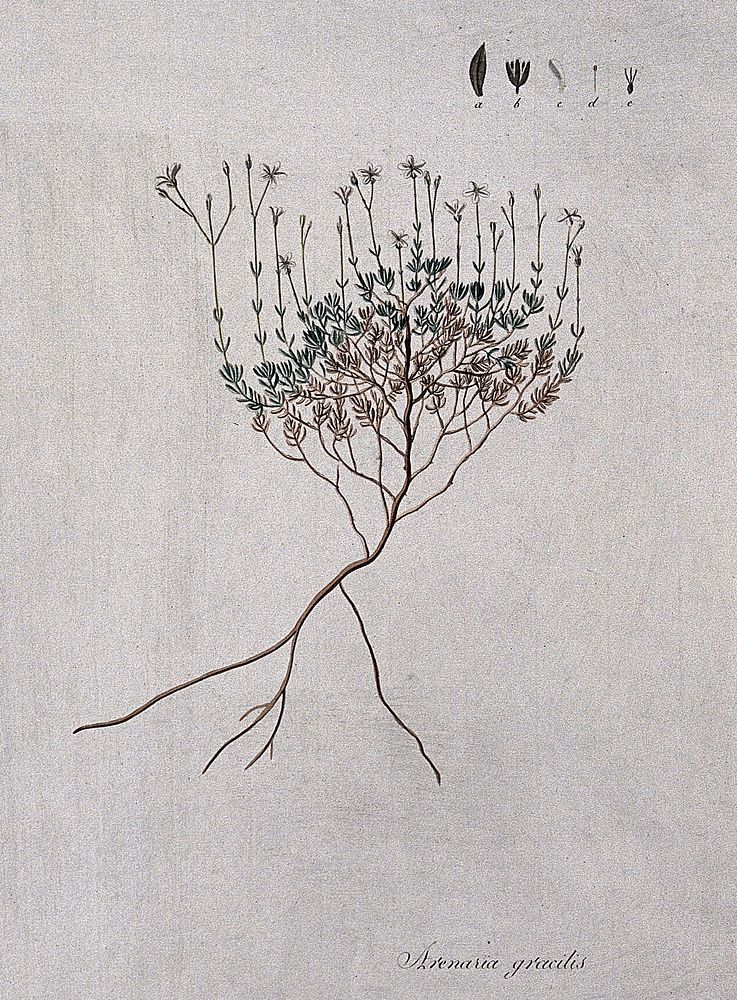 Sandwort (Arenaria gracilis): entire flowering plant with separate floral segments. Coloured etching after J. Schütz, c.1802.