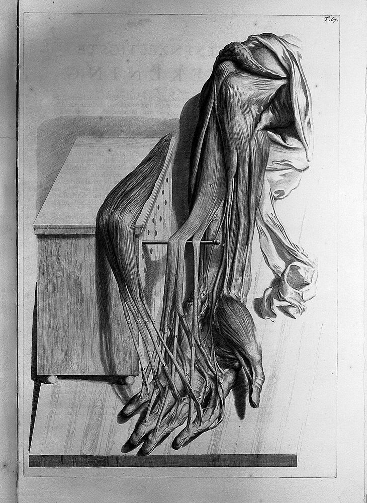Ontleding des menschelyken lichaams ... / uitgebeeld, naar het leeven ... door G. de Lairesse.