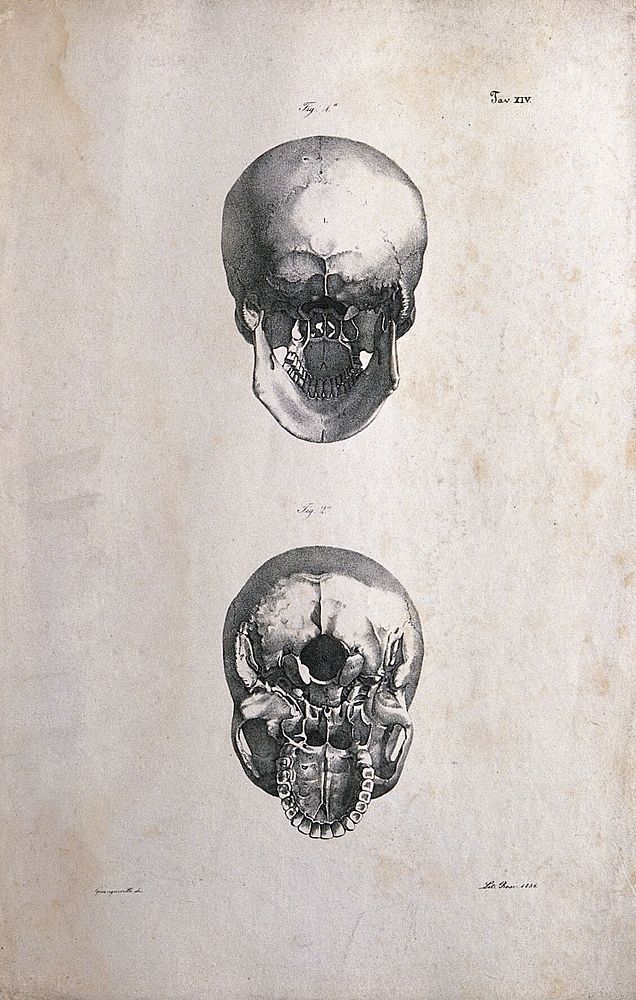 Human skull seen from behind and below: two figures. Lithograph by Rosi after C. Squanquerillo, 1836.