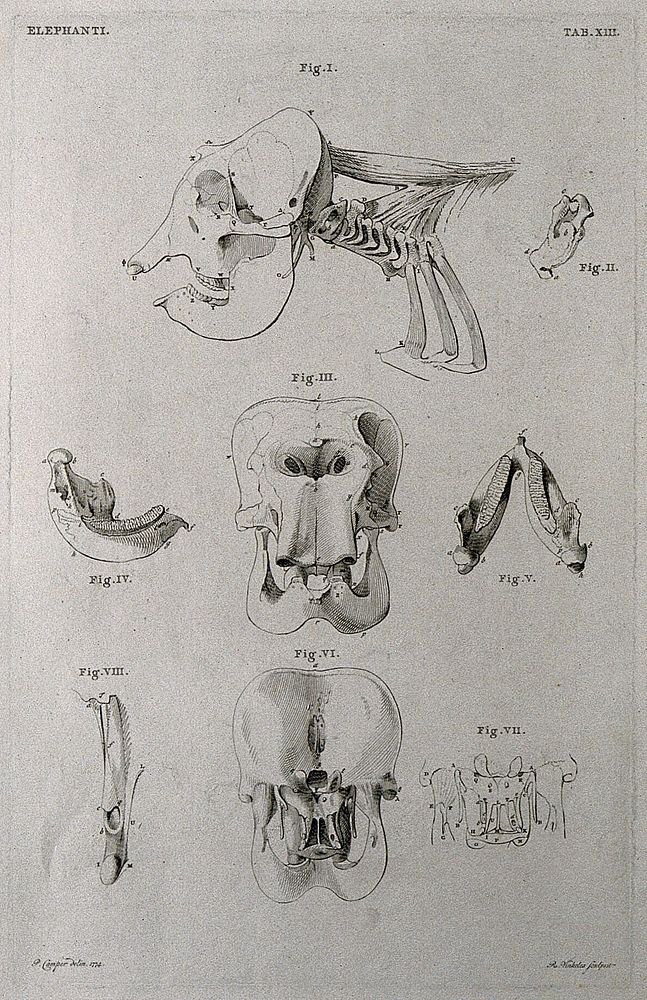 Skull of an elephant: eight figures showing the skull and jawbone. Etching by R. Vinkeles 1787/1800 , after P. Camper, 1774.