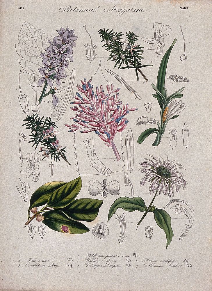 Seven garden plants: flowering stems and floral segments. Coloured etching, c. 1834.