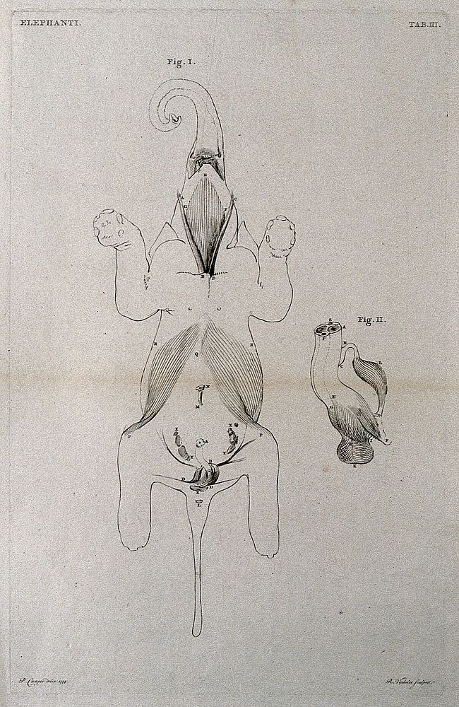 An elephant, part-dissected, seen from below: two figures, showing the muscles. Etching by R. Vinkeles 1787/1800 , after P.…