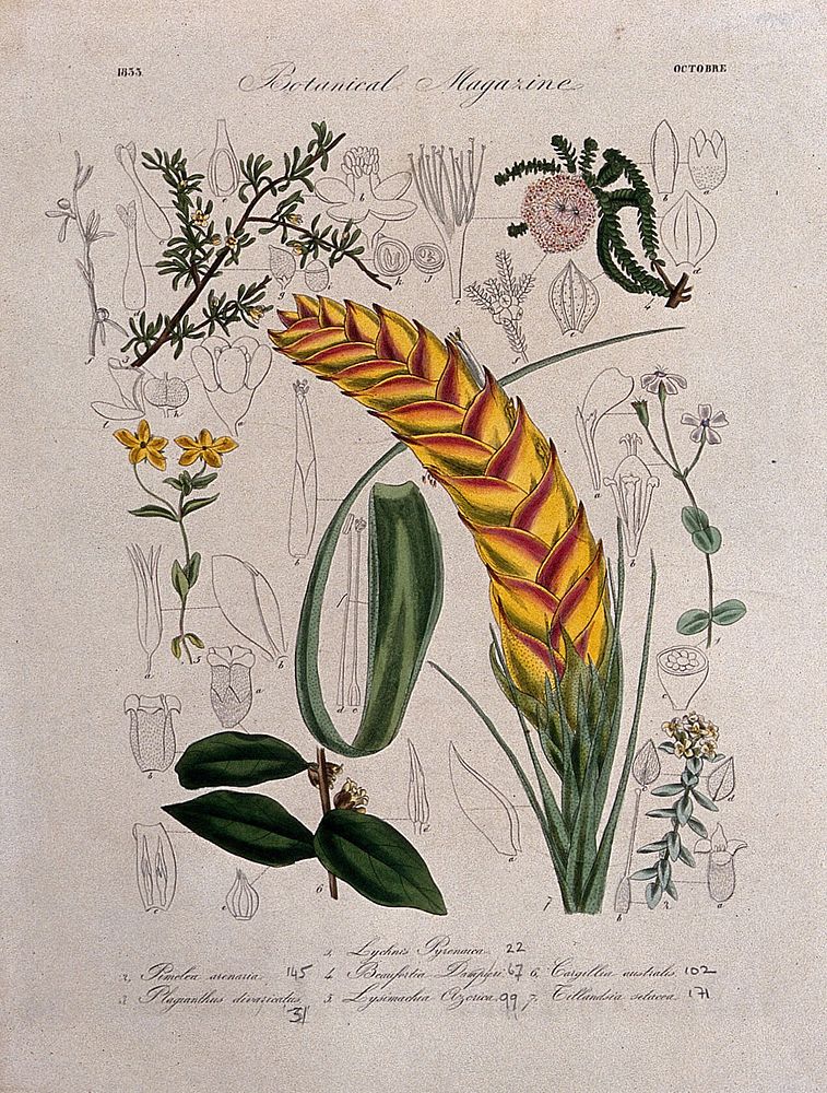 Seven British garden plants: flowering stems and floral segments. Coloured etching, c. 1833.