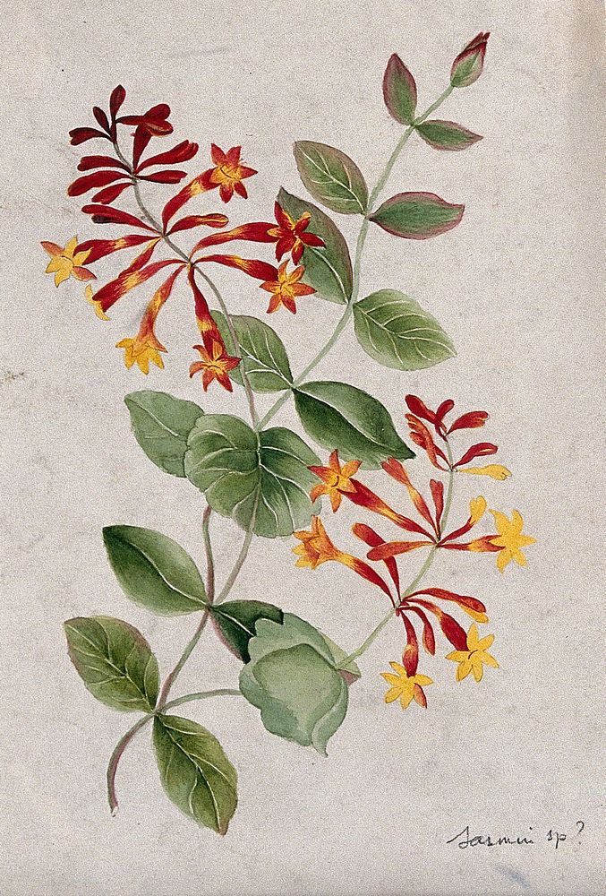 Jasmine (Jasminum species): flowering stem. Watercolour.