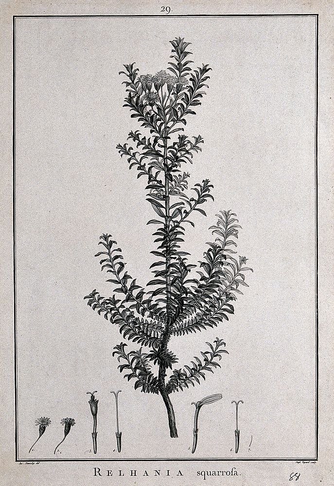 Relhania squarrosa: flowering stem and floral segments. Line engraving by S. Voysard, c. 1788, after J. Sowerby.