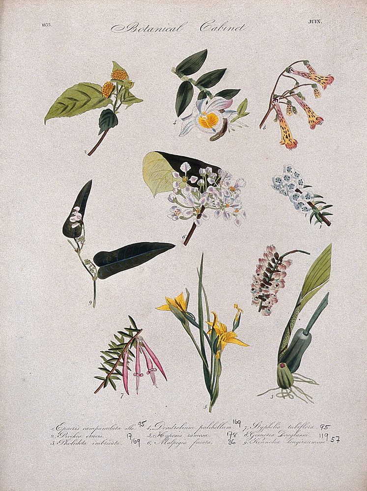Nine flowering plants, including two orchids. Coloured transfer lithograph, c. 1833.