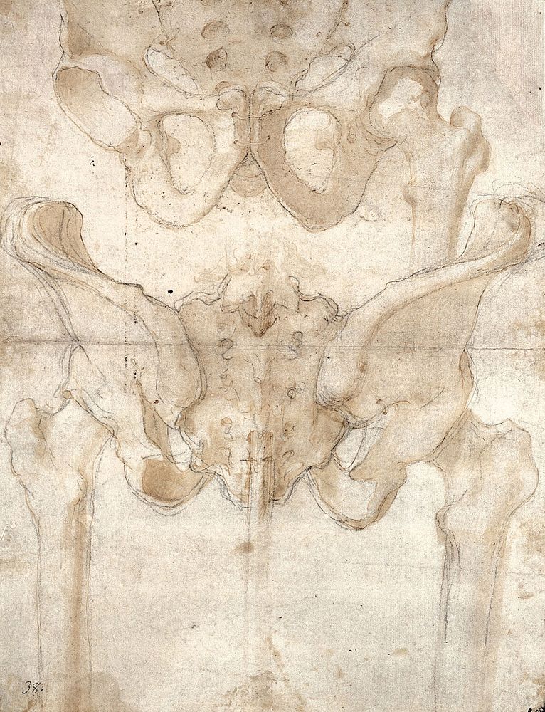 The pelvis of an articulated skeleton. Drawing, ca. 1560 .