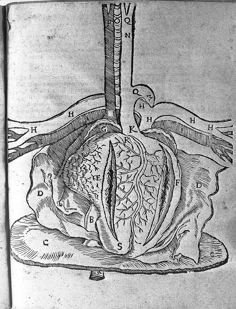 Heart, circa 1541.