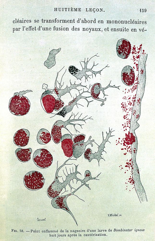 Leçons sur la pathologie comparée de l'inflammation faites à l'Institut Pasteur en avril et mai 1891 / par Élie Metchnikoff.