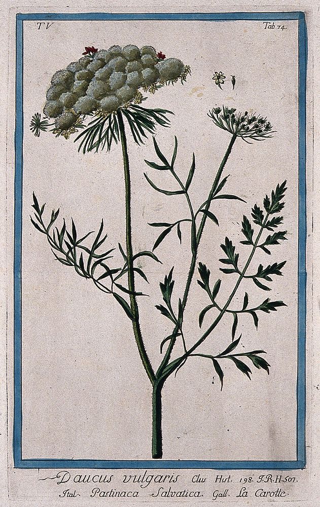 Wild carrot (Daucus carota L.): flowering and fruiting stem with separate flower, fruit and seed. Coloured etching by M.…