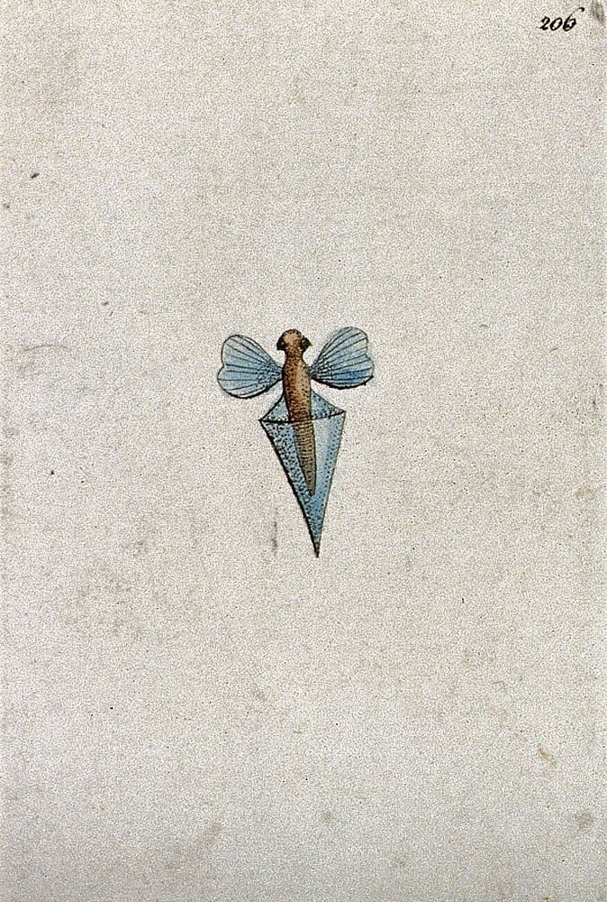 A winged insect emerging from its pupa. Coloured etching.