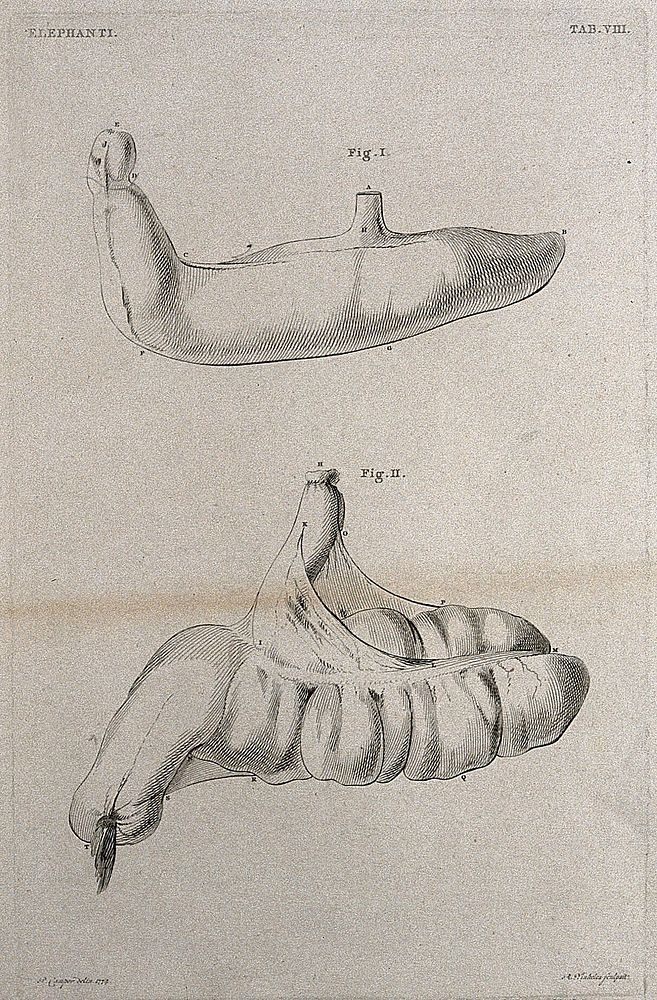Dissection of the reproductive organs  of a male elephant: two figures. Etching by R. Vinkeles 1787/1800 , after P. Camper…