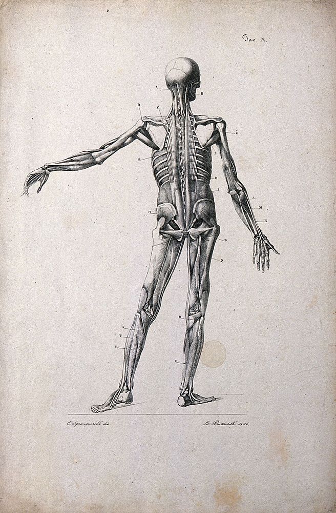 An écorché figure showing bones, with left arm extended, seen from the back. Lithograph by Battistelli after C.…