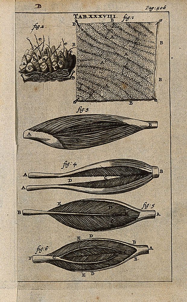 The skin, in microscopic view (figures 1-2), and muscles (figures 3-6). Engraving, 1686.