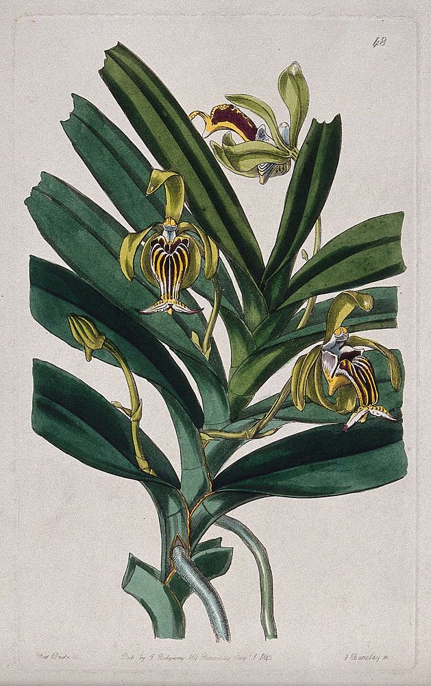 An orchid (Vanda cristata): flowering stem. Coloured engraving by G. Barclay, c. 1842, after S. Drake.
